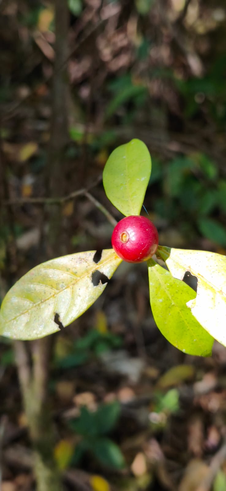 Pequeno fruto vermelho em um ramo da mata